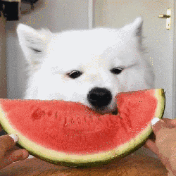 狗狗可以吃葡萄吗