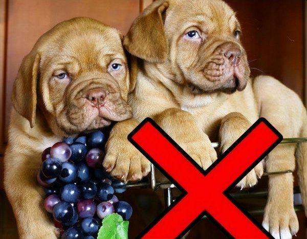 狗狗可以吃葡萄吗