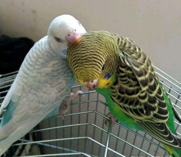 1分钟让虎皮鹦鹉听话