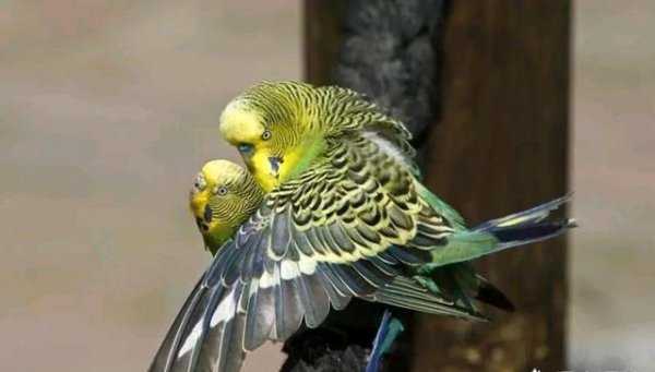 1分钟让虎皮鹦鹉听话