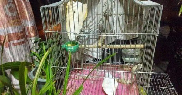 1分钟让虎皮鹦鹉听话