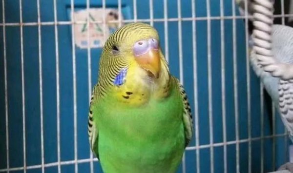 1分钟让虎皮鹦鹉听话