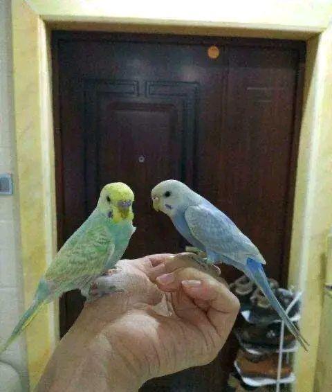 1分钟让虎皮鹦鹉听话