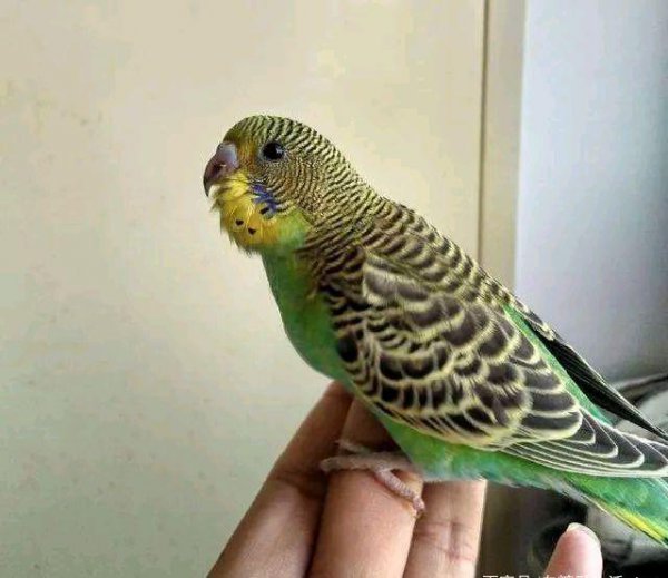 1分钟让虎皮鹦鹉听话