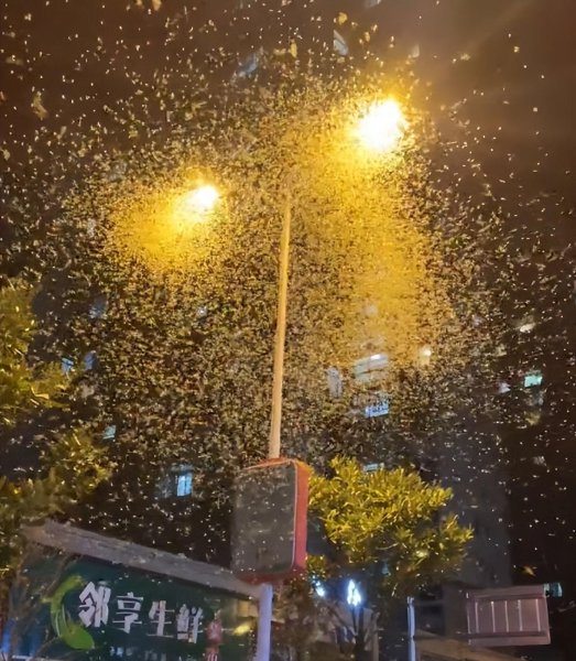 蜉蝣是益虫还是害虫