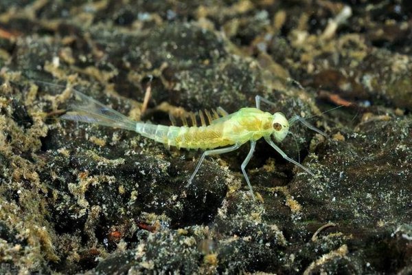 蜉蝣是益虫还是害虫