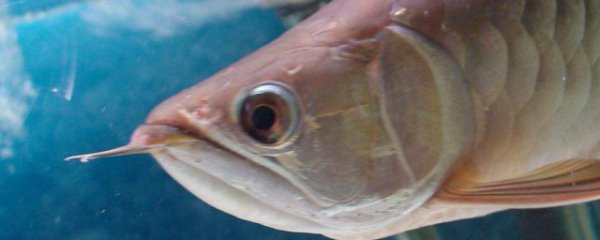 龙鱼撞缸掉鳞怎么回事