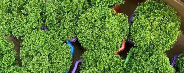 绿地球可以放卧室吗