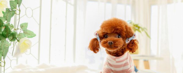 两个月泰迪狗狗怎么养