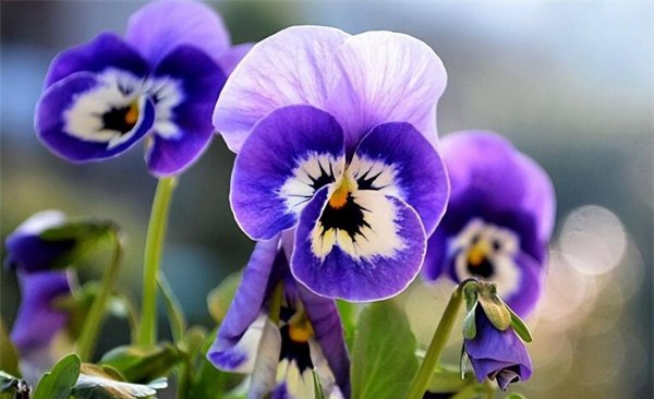 夏季有哪些花开放