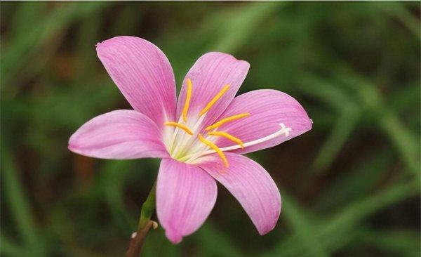 夏季有哪些花开放