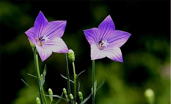 夏季有哪些花开放