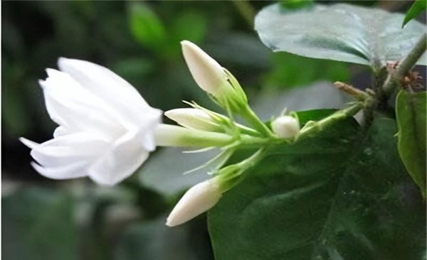 夏季有哪些花开放