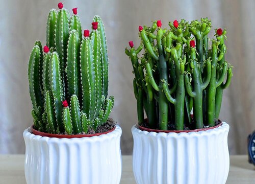 仙人山怎么修剪