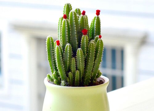 仙人山怎么修剪