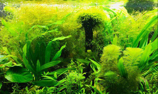 自来水养鱼怎么处理水