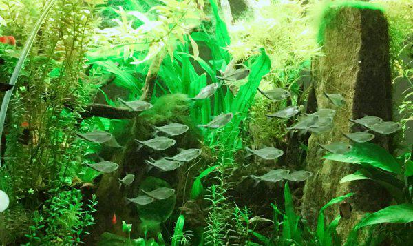 自来水养鱼怎么处理水