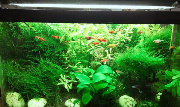 自来水养鱼怎么处理水