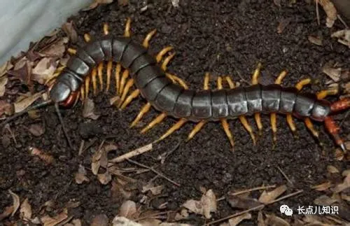 蜈蚣怕什么东西和气味