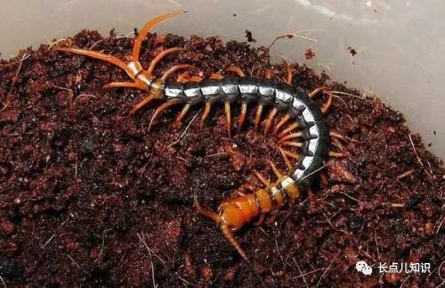 蜈蚣怕什么东西和气味