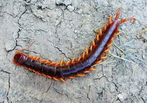 蜈蚣怕什么东西和气味