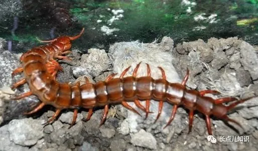 蜈蚣怕什么东西和气味