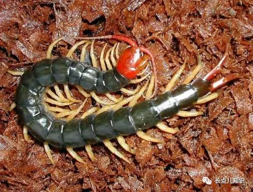 蜈蚣怕什么东西和气味