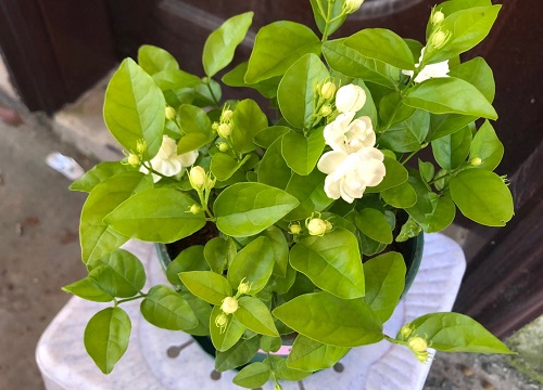 茉莉花对猫有毒吗