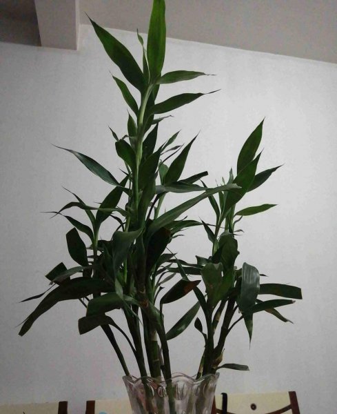 家里十种旺宅的花