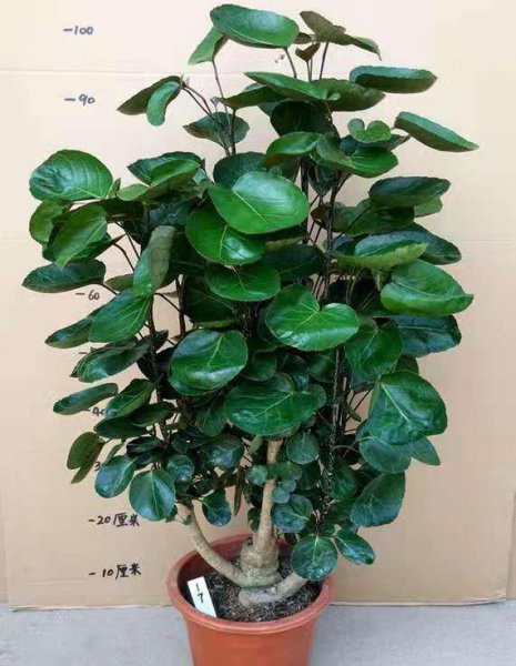 家里十种旺宅的花