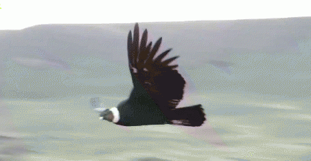 安第斯神鹫主要分布在哪