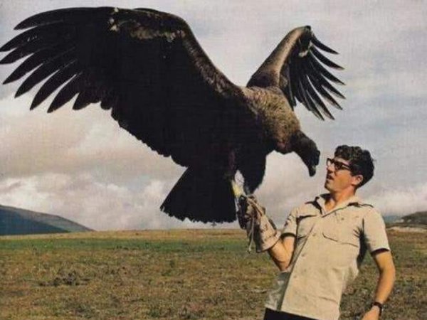 安第斯神鹫主要分布在哪