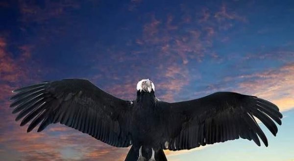 安第斯神鹫主要分布在哪