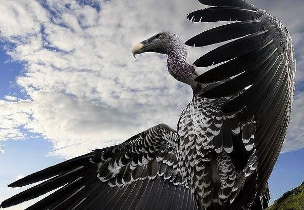 安第斯神鹫主要分布在哪