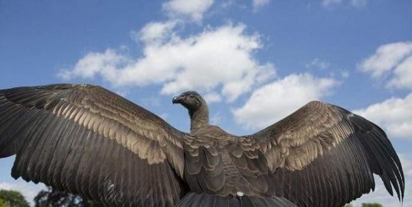 安第斯神鹫主要分布在哪