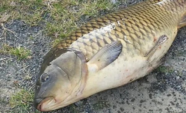 夏季用什么饵料钓鱼最好