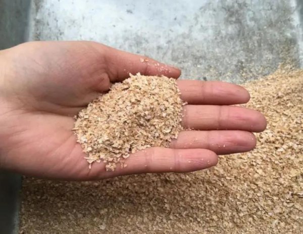 夏季用什么饵料钓鱼最好