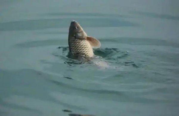 夏季用什么饵料钓鱼最好