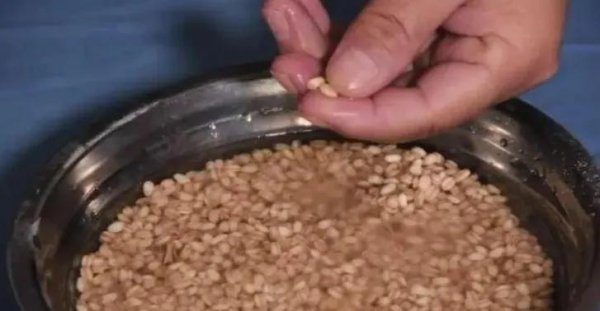 夏季用什么饵料钓鱼最好