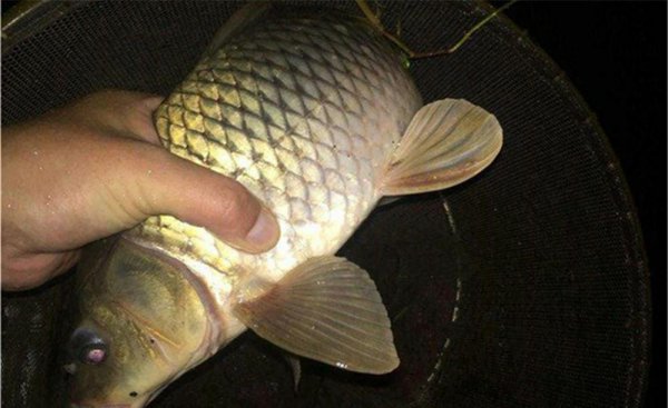 夜钓鲤鱼深水还是浅水好