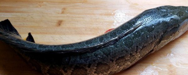 黑鱼怎么红烧简单又好吃