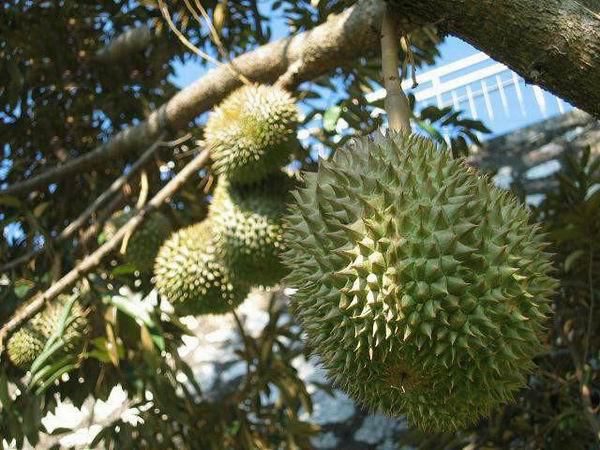 榴莲壳白瓤怎么保存多久