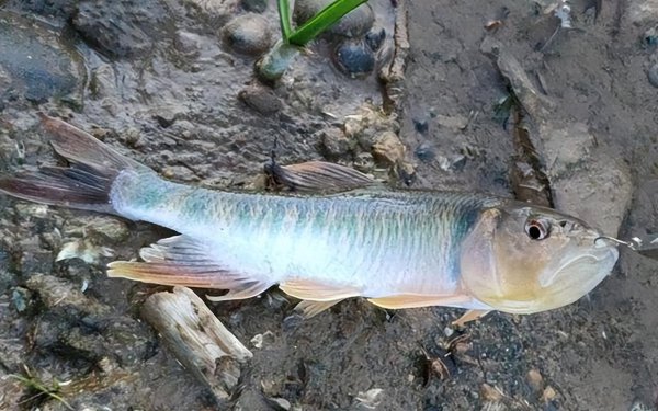 中国十大最脏鱼排行