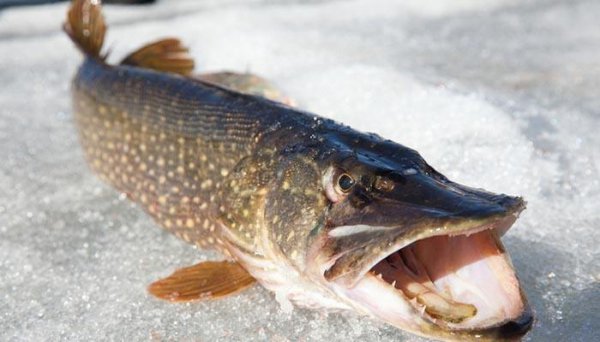 中国十大最脏鱼排行