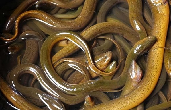 中国十大最脏鱼排行