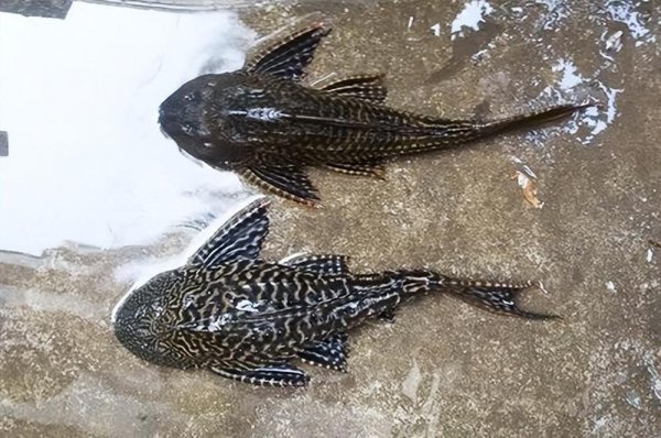 中国十大最脏鱼排行