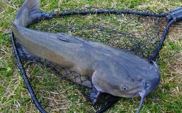 中国十大最脏鱼排行