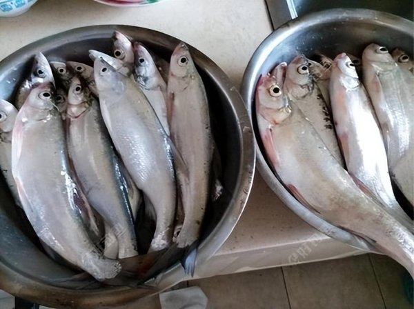 中国十大最脏鱼排行