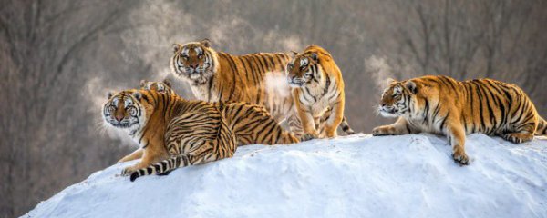 属虎家里放龙摆件可以吗