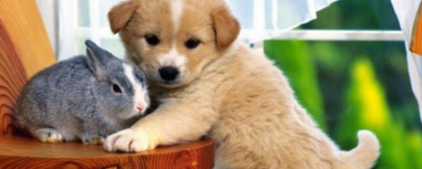 狗能和兔子一起养吗
